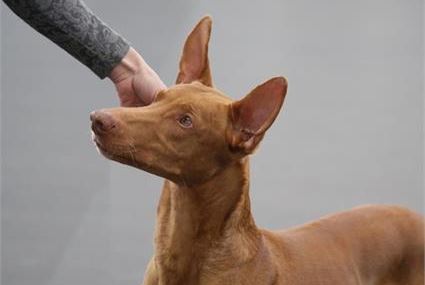 Pharaoh Hound